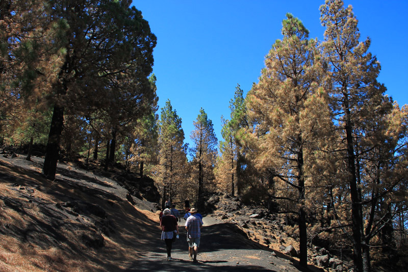Auf dem Forstweg nach Fuencaliente ging es dann weiter durch die vom Feuer betroffenen Zonen. Nach dem großen Feuer auf La Palma im Jahr 2016