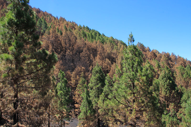 Nach dem großen Feuer auf La Palma im Jahr 2016