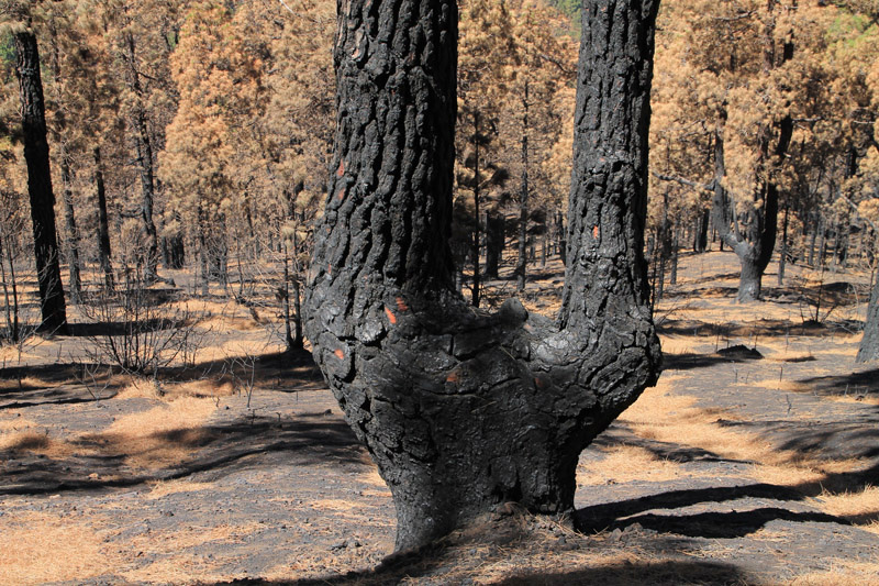 Nach dem großen Feuer auf La Palma im Jahr 2016 zeigen sich oftmals groteske Bilder im Wald