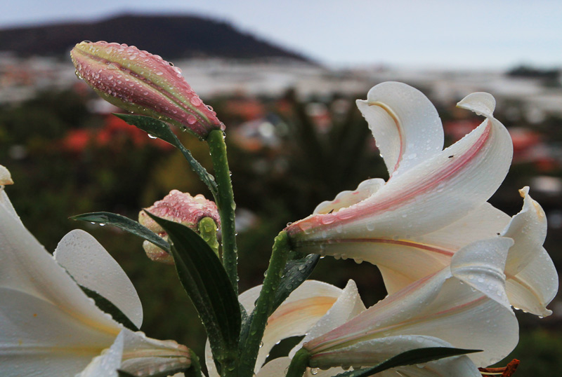 Dicke Tropfen auf fast-farbigen Blumen. Dezemberregen im Juni auf La Palma